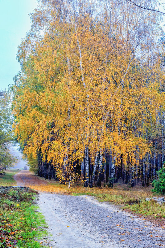 Осенняя береза.. - Юрий Стародубцев