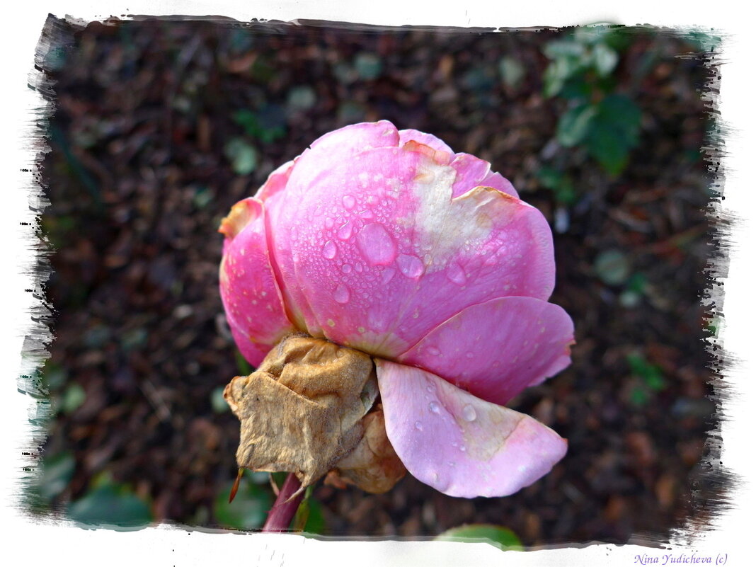 Роза с дождём целовалась... - Nina Yudicheva