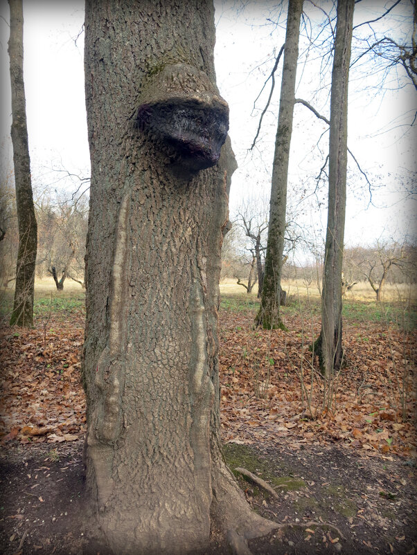 Древень - это долгоживущее деревообразное существо, населяющее леса. - Павел Fotoflash911 Никулочкин