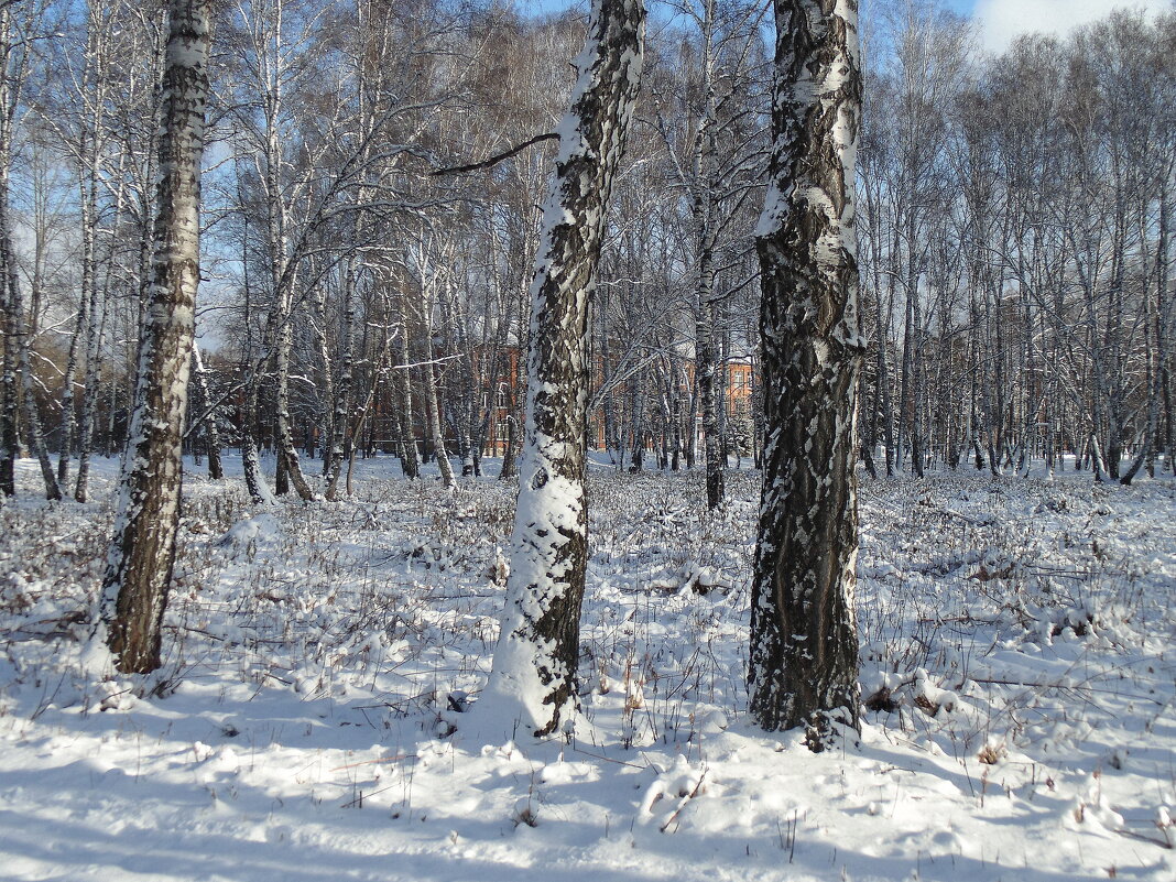 Утром , после снегопада .13 11 2020 - Мила Бовкун