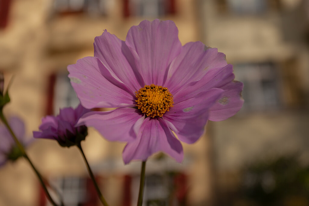цветок - vladimir 