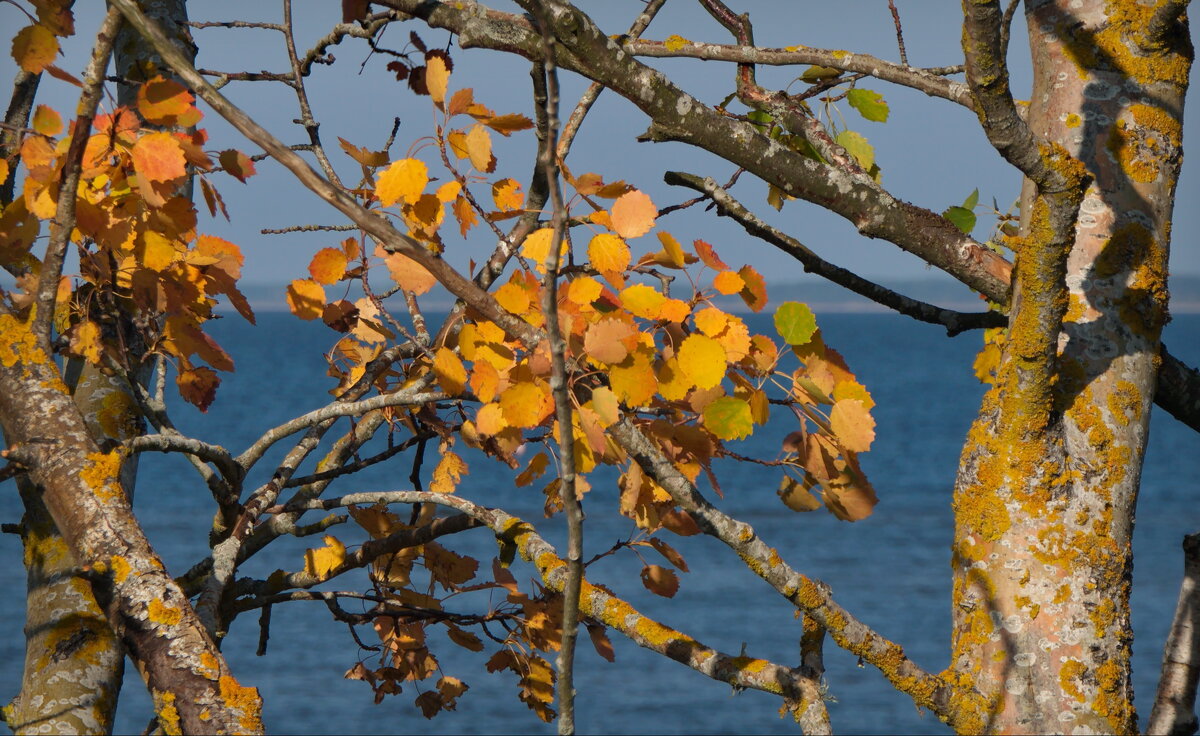 Осенняя листва - lady v.ekaterina