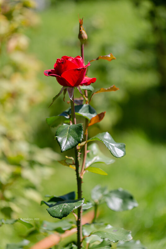 Красная роза - Александр Синдерёв