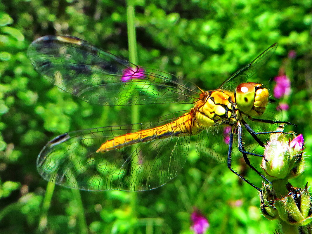 Sympetrum vulgatum - Симпетрум обыкновенный - vodonos241 