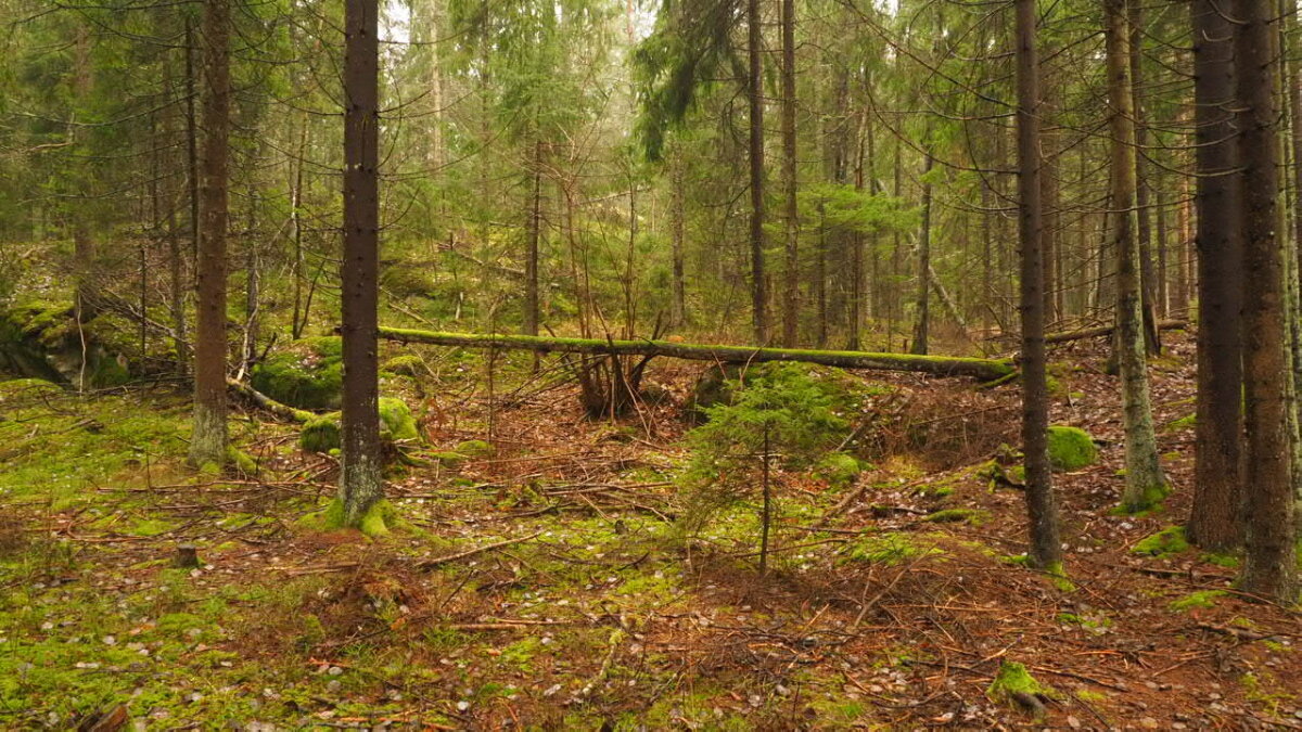 Скандинавский лес ( только мишек не хватает :) - wea *