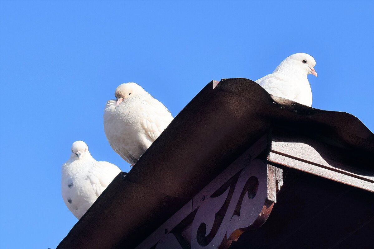 Белоснежный голубь -  символ мира, счастья, любви и благополучия. - Татьяна Помогалова