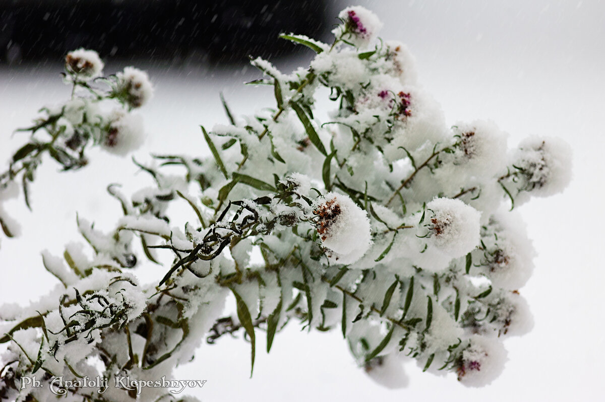 Цветы под ноябрьским снегом Склонились до самой земли. 22.11.2020 - Анатолий Клепешнёв