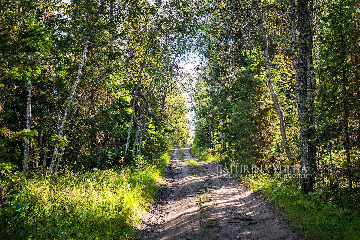 Дорога в северном лесу - Юлия Батурина