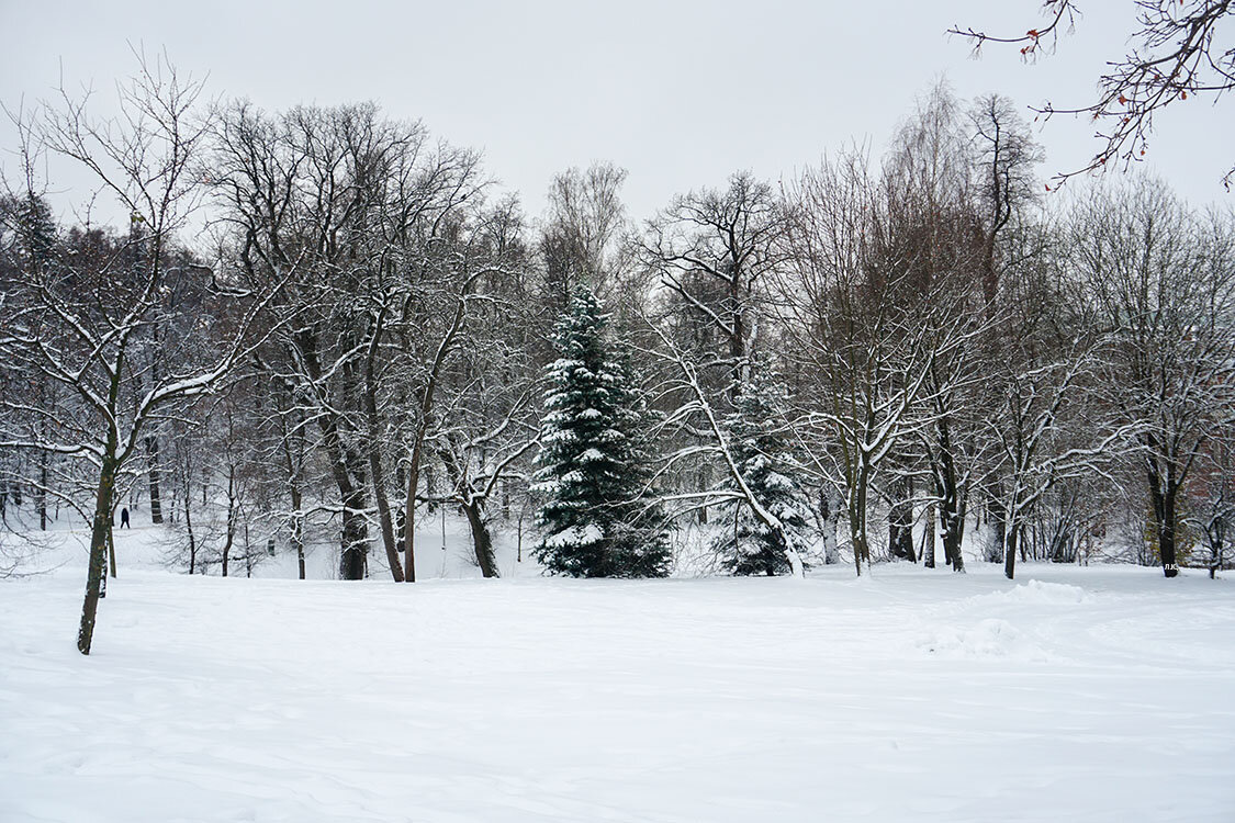 Деревья в снегу ... - Лариса Корженевская