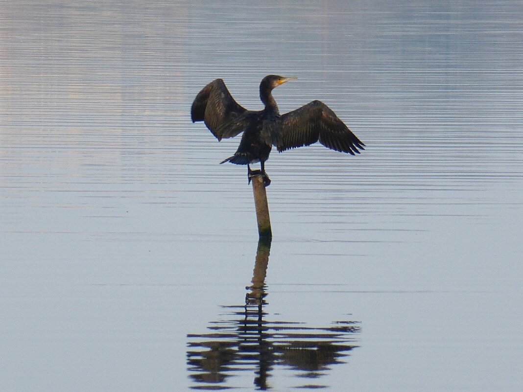 Баклан – птица-рыболов,сушит крылья после водной охоты - wea *