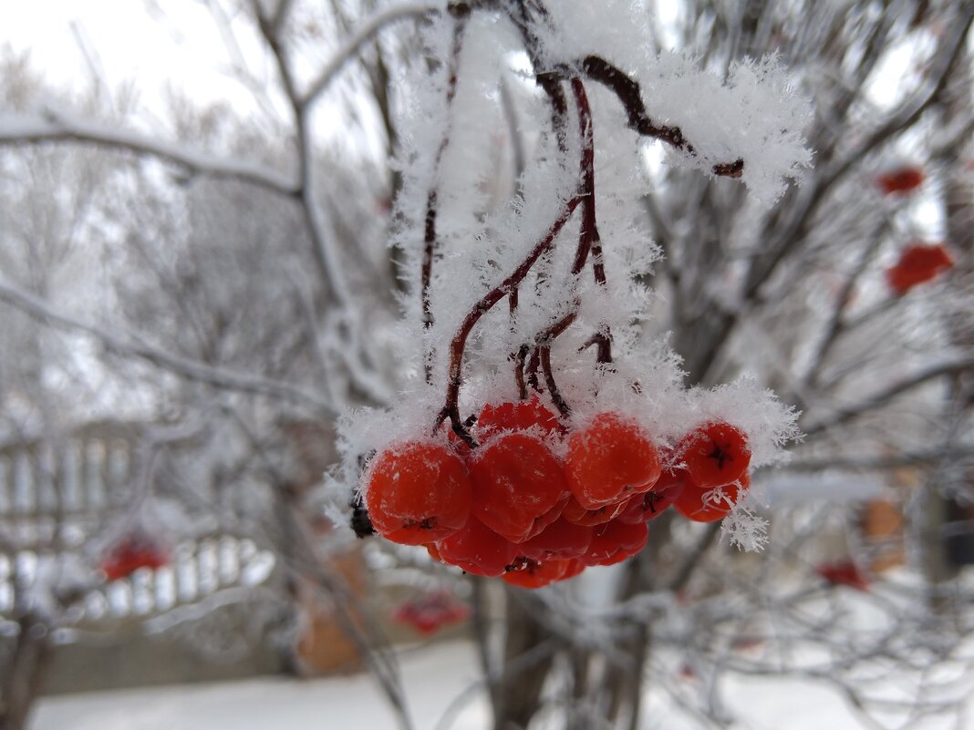 Первый день зимы - Валентина Богатко 