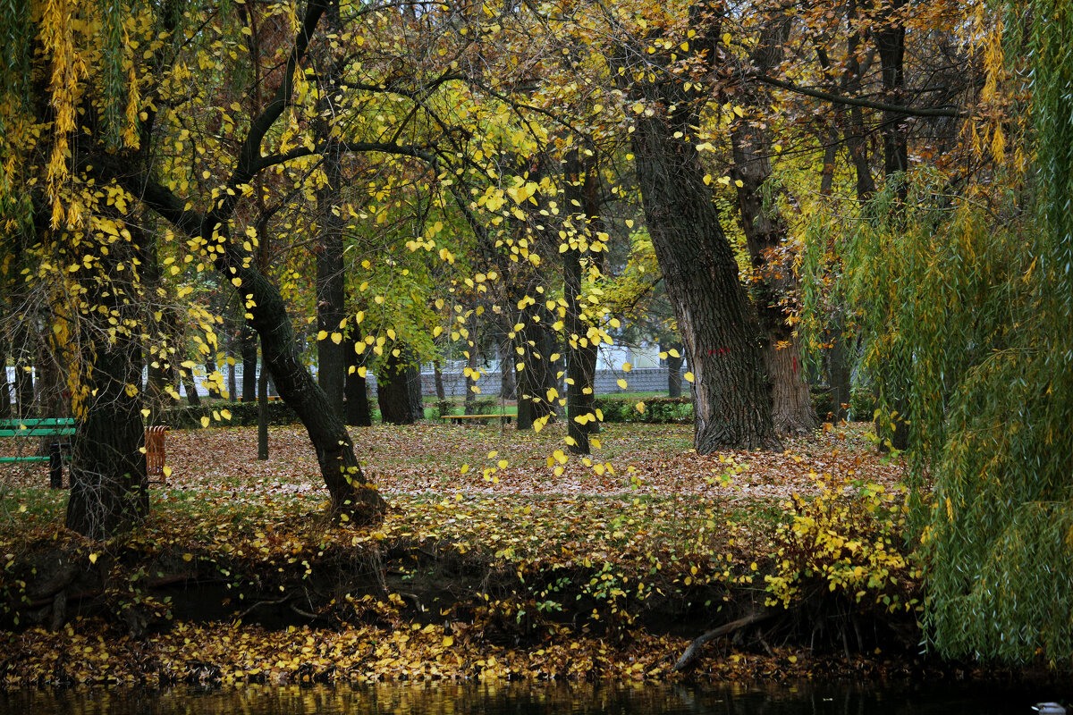 Падают жёлтые листья... - barsuk lesnoi