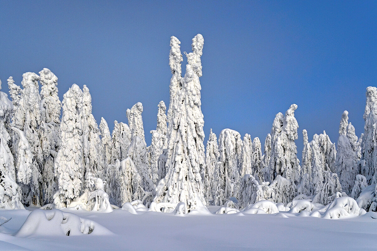 Заснеженный лес. Холодная красота - Gruff_D .