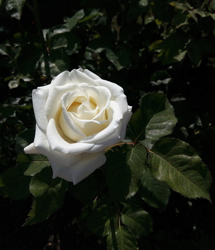 Белая роза - Владимир Бровко