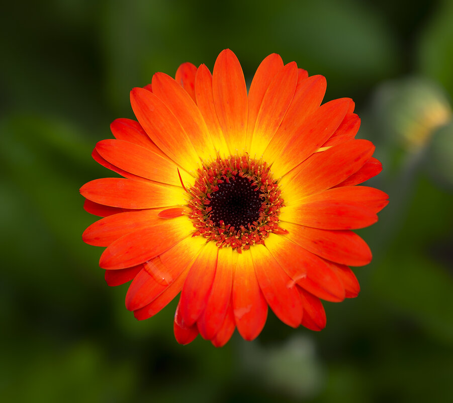 gerbera - Zinovi Seniak