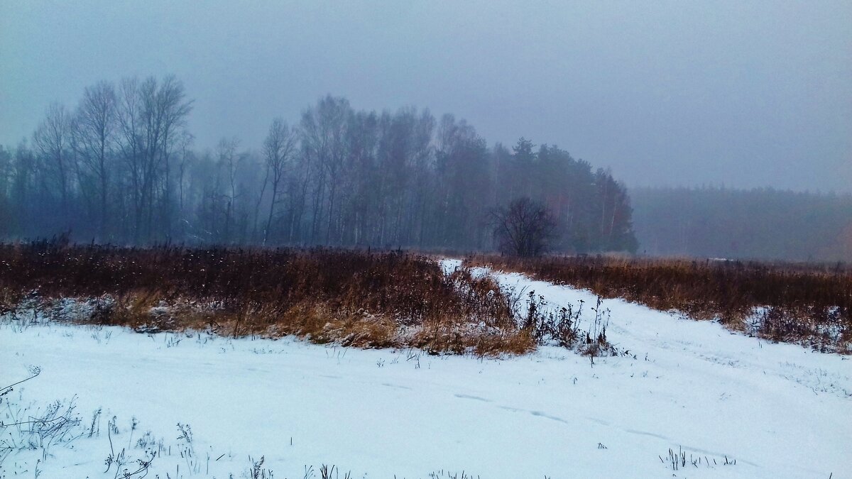 туман в лесу - Владимир 