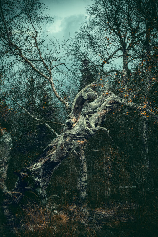 Хранитель леса - Андрей Володин
