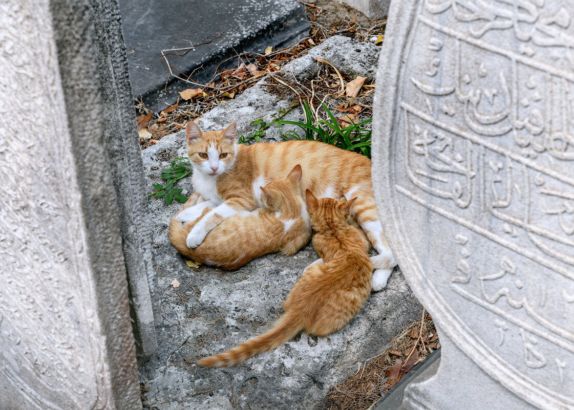 Стамбульские кошки - Валерий Пегушев