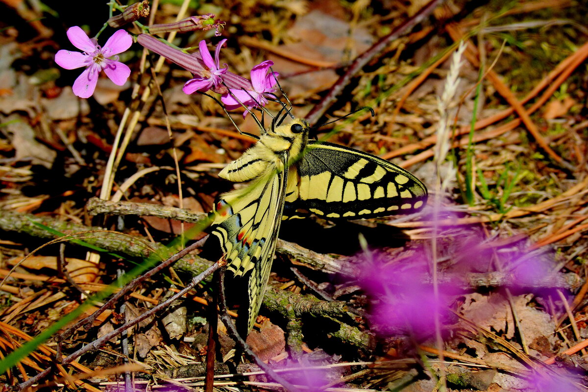 летние бабочки 15 - Александр Прокудин