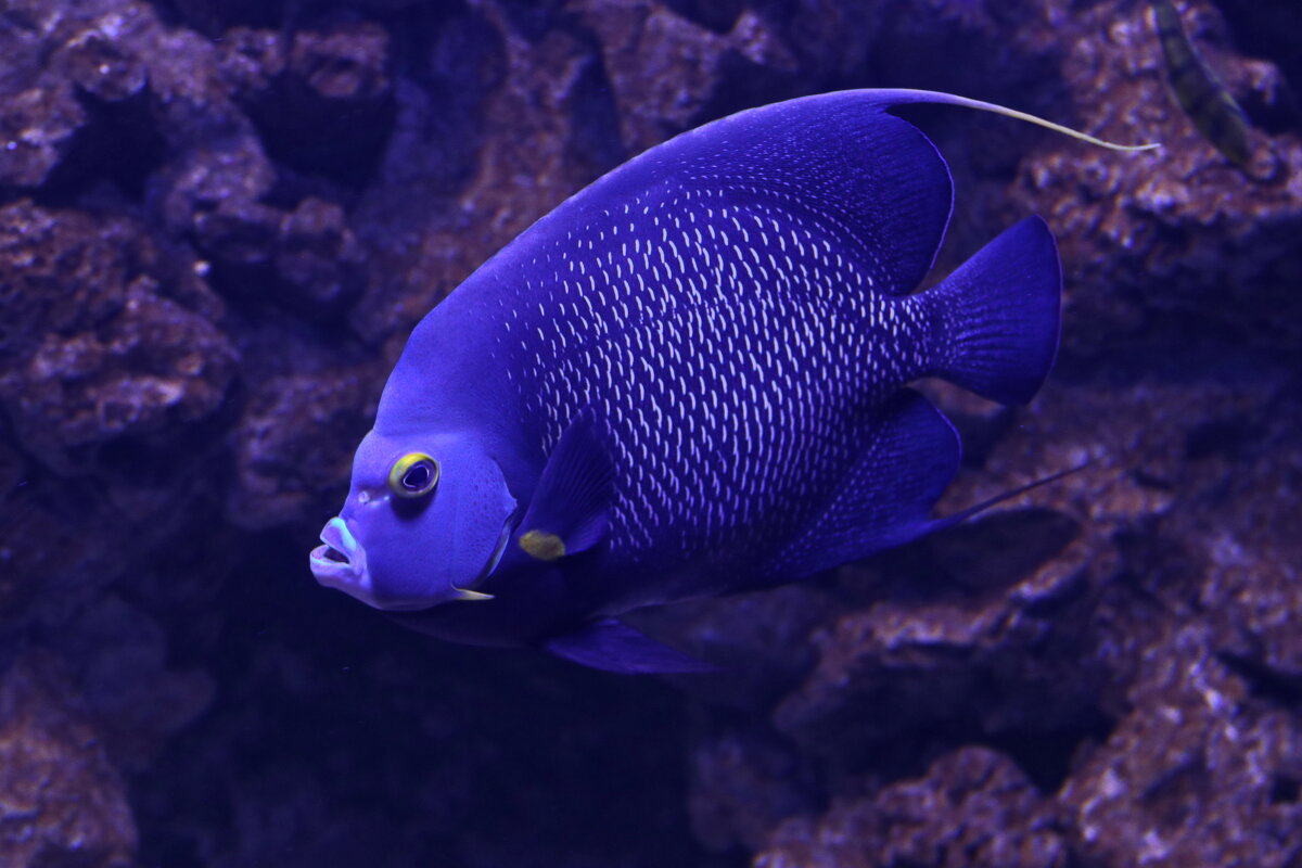 Меланхоличная рыба в синем... - Любовь С.