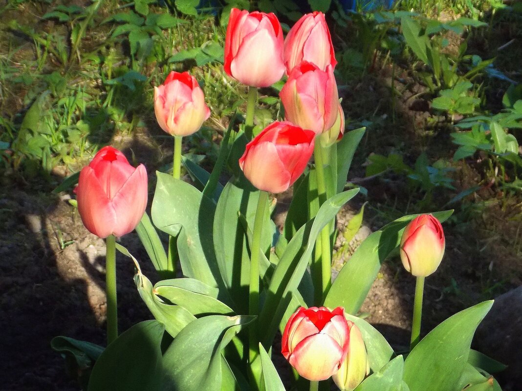 Тюльпаны расцвели - Фотогруппа Весна