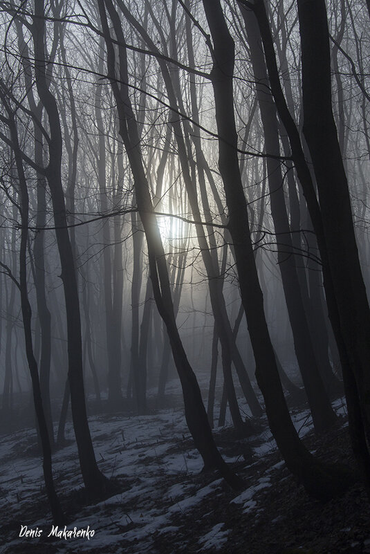 Волшебный лес - Denis Makarenko