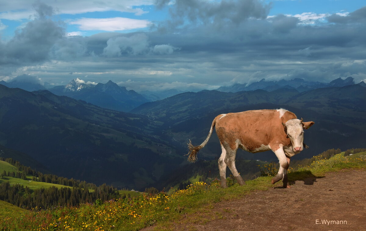 швейцарская корова - Elena Wymann