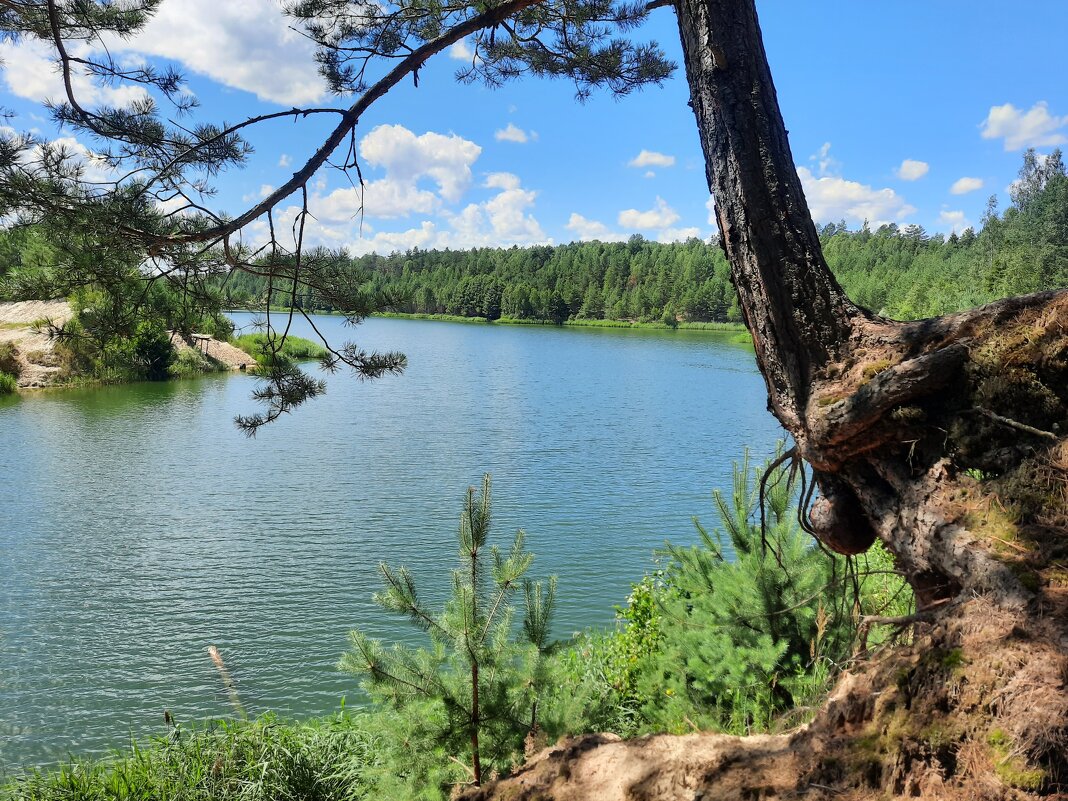 Сосна - Мария Гуськова