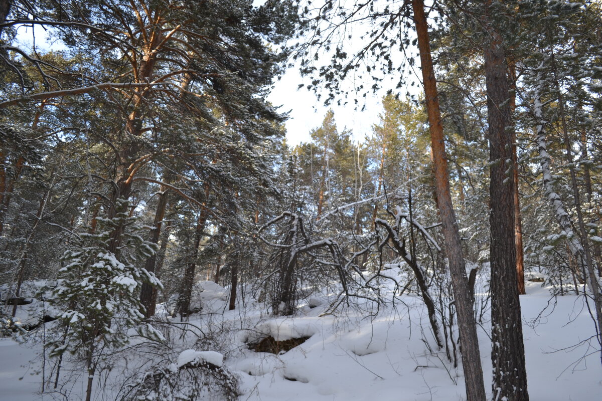 Снежная глухомань лесов... - Андрей Хлопонин
