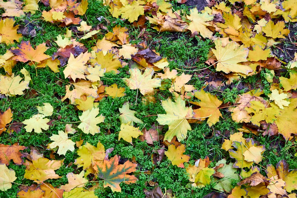 Опавшие листья клёна на траве - Алексей Р.