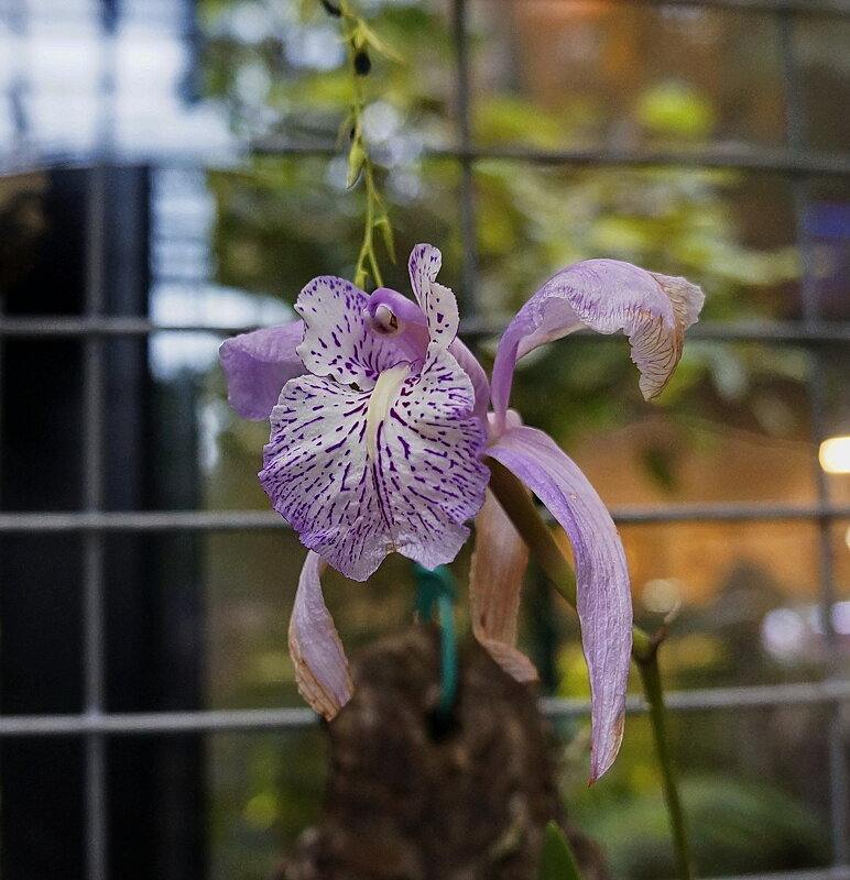Прекрасный мир орхидей - Liliya Kharlamova