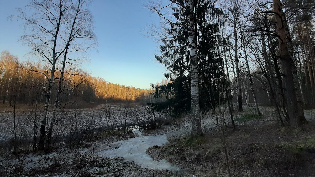 В лесопарке ясным декабрьским днем - Елена Павлова (Смолова)