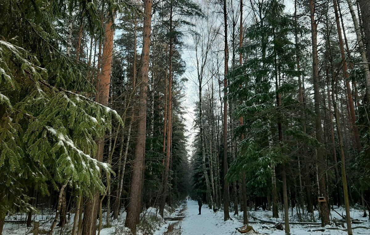 Прогулка в лесопарке - Елена Павлова (Смолова)