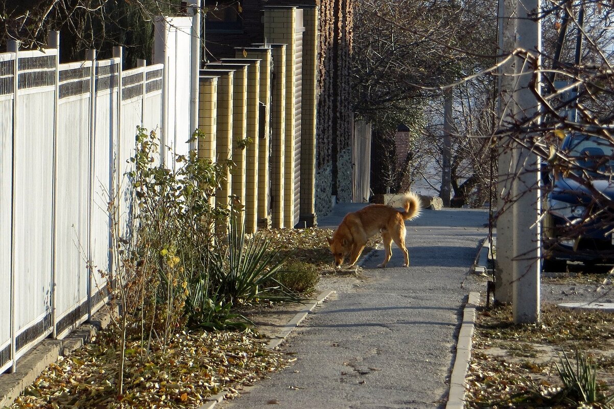 Мне не нравится, когда на улице встречаются бродячие собаки... - Татьяна Смоляниченко