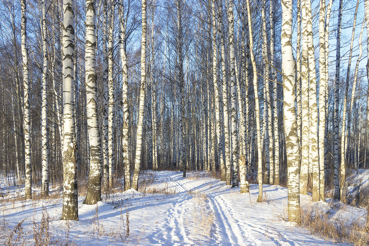 Березовая роща г Зеленодольск зимой