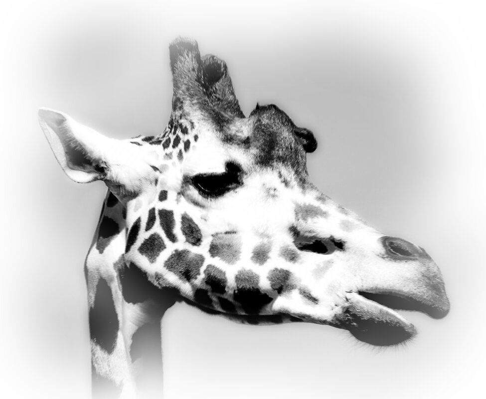 Черно-белый мир жирафа... - Tatiana Markova