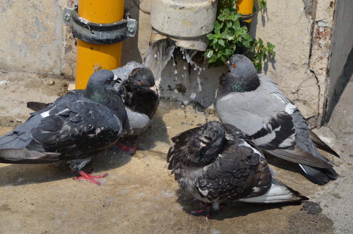 голуби принимают душ - peretz 