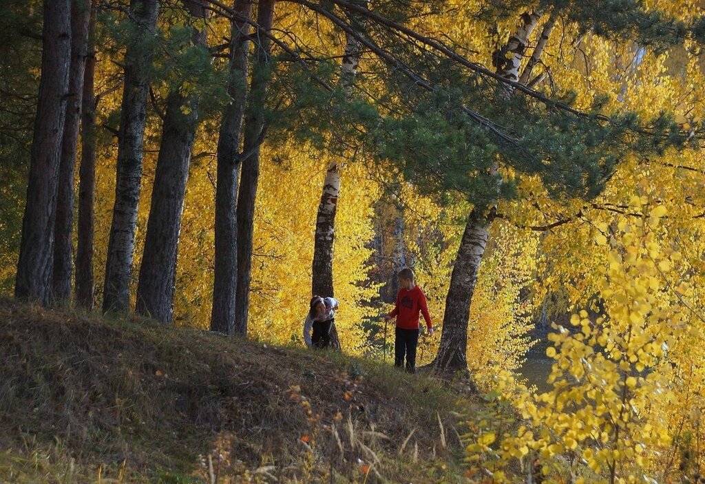 В золотом лесу - Сергей Кузнецов