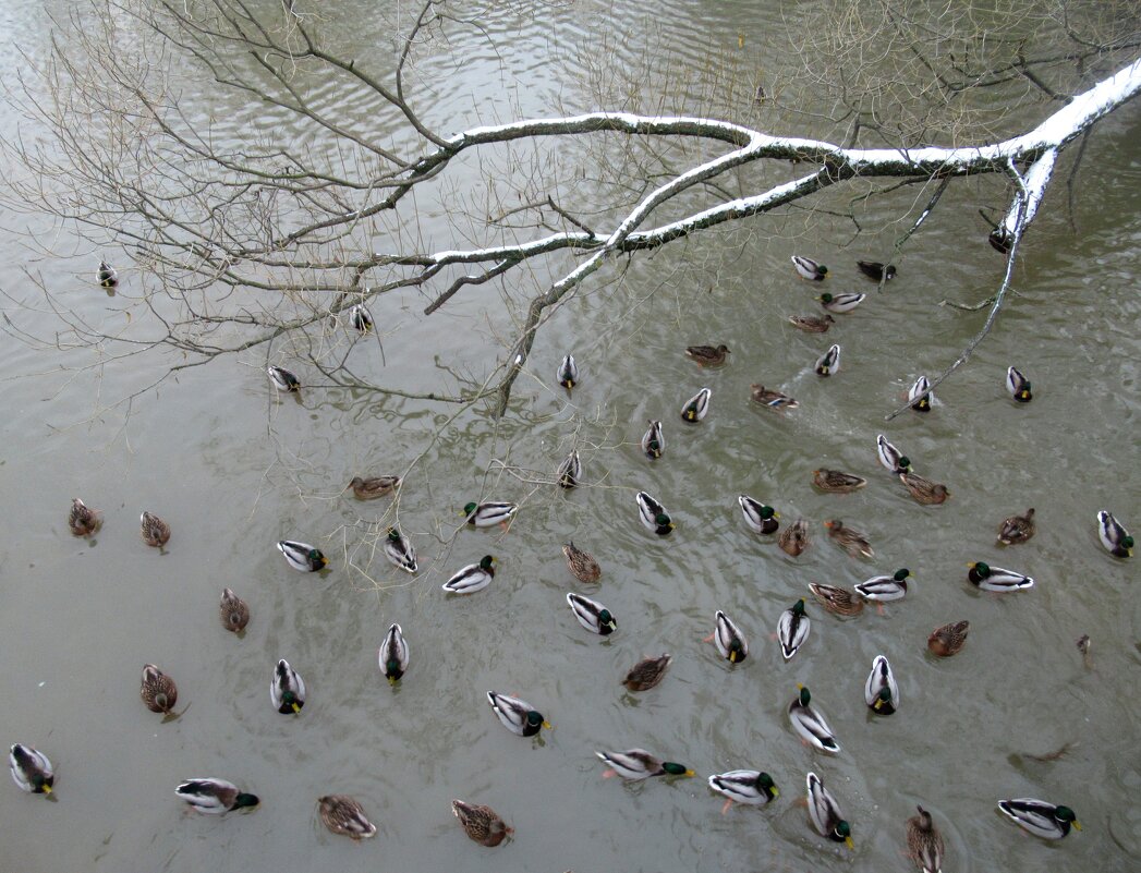 Утки на реке Оккервиль - Елена Павлова (Смолова)