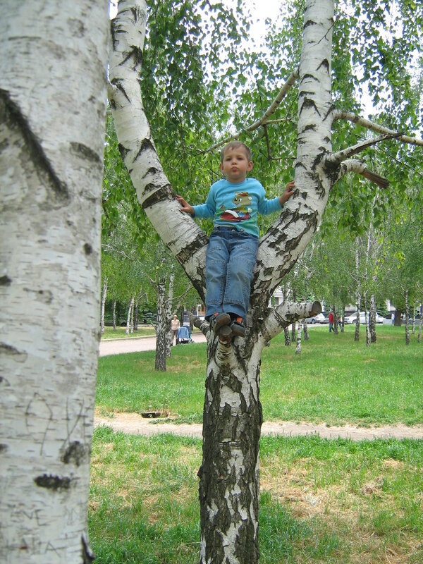 Мой внук, любитель лазить по деревьям. - Юрий Тихонов