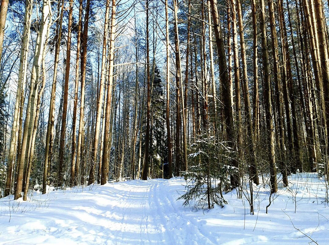 лыжня - Владимир 