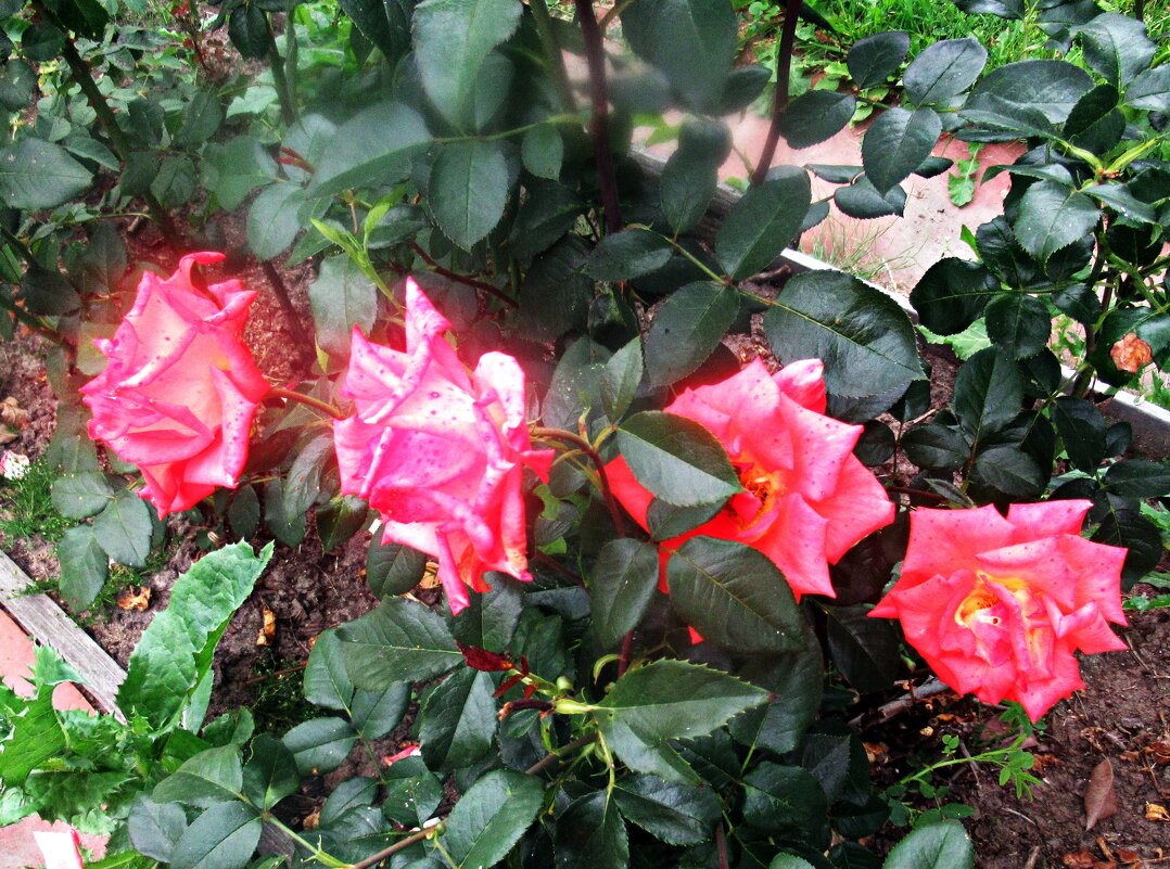 Плетистые розы - Лариса 