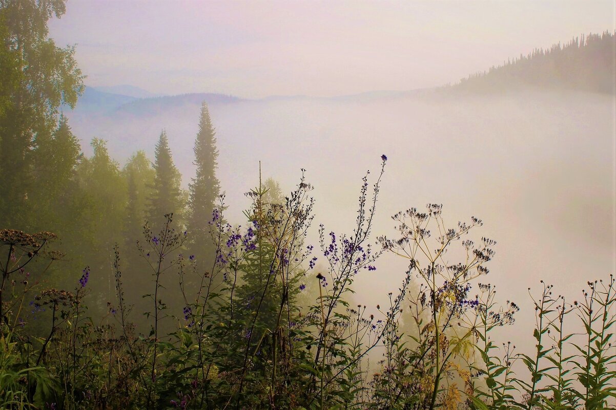 Травы, травы...в утреннем тумане - Сергей Чиняев 