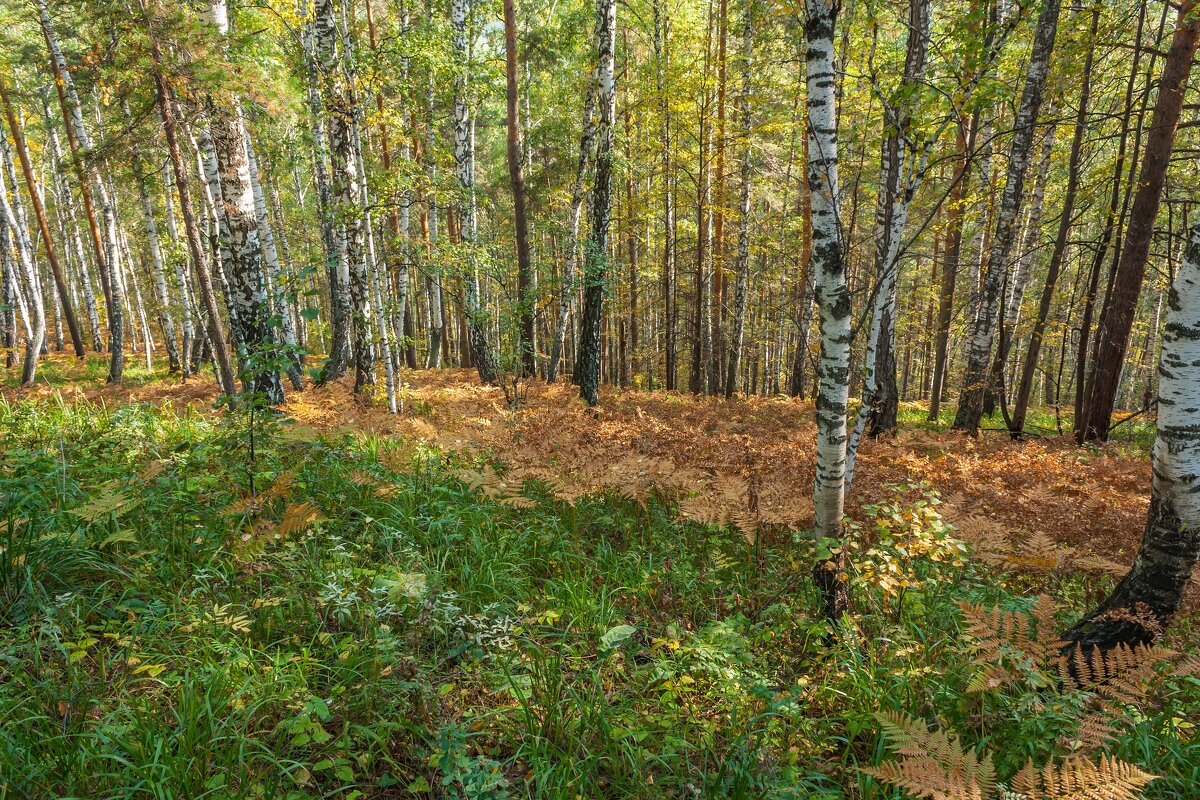 Осенний лес - Алексей Трухин