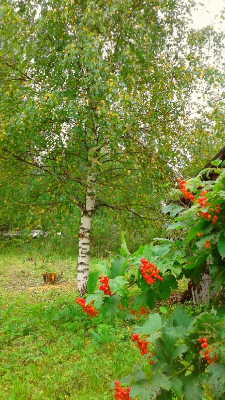 Калина красная - Любовь Можар