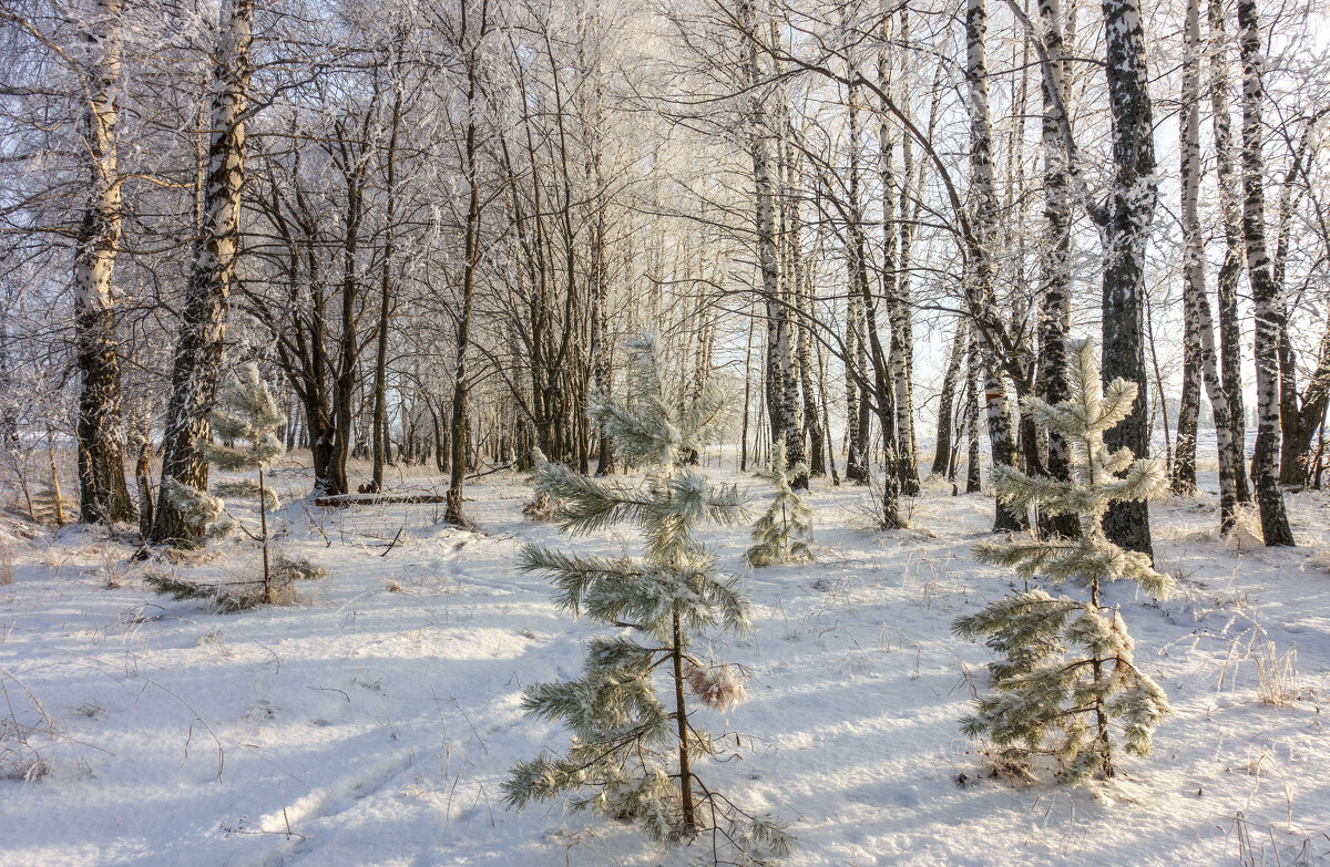 В зимнем лесу - Алексей Сметкин