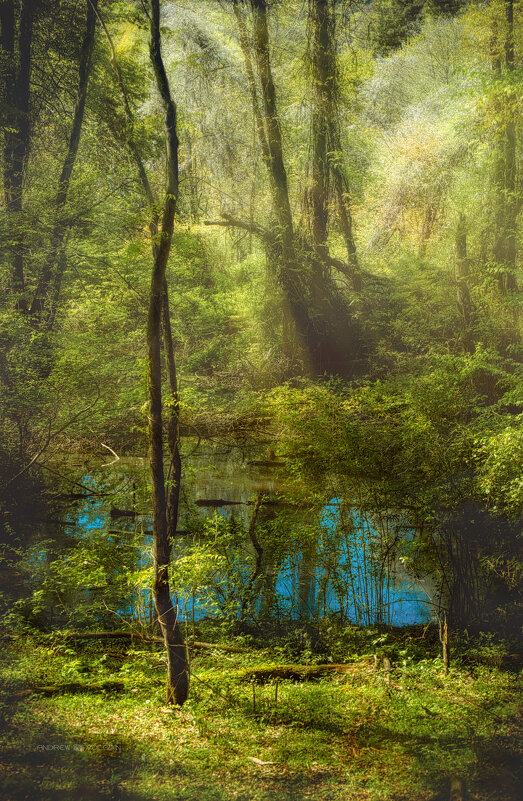 Солнечные зайчики на лесном озере - Андрей Володин