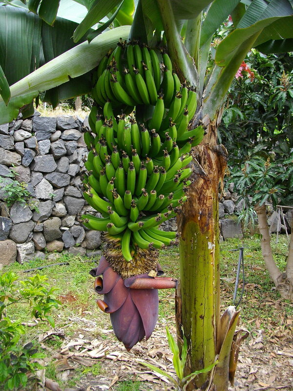 Так растут бананы. - Лия ☼