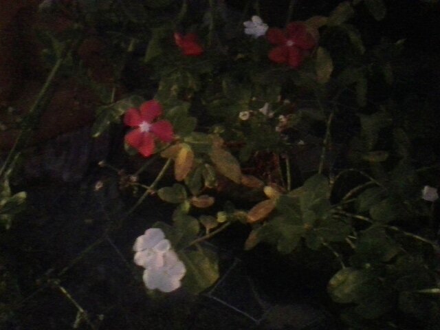цветочки - миша горбачев