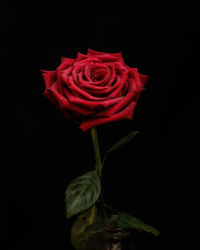 Роза - Надежда 